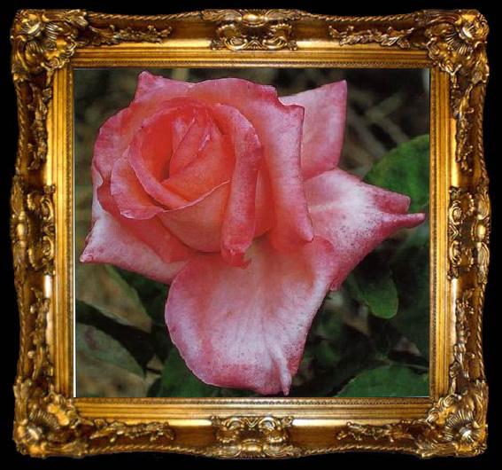 framed  unknow artist Still life floral, all kinds of reality flowers oil painting  178, ta009-2
